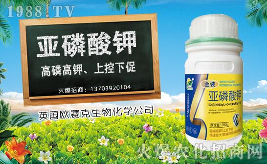 木瓜什么時(shí)候種植？木瓜種植時(shí)間及種植技術(shù)要點(diǎn)！