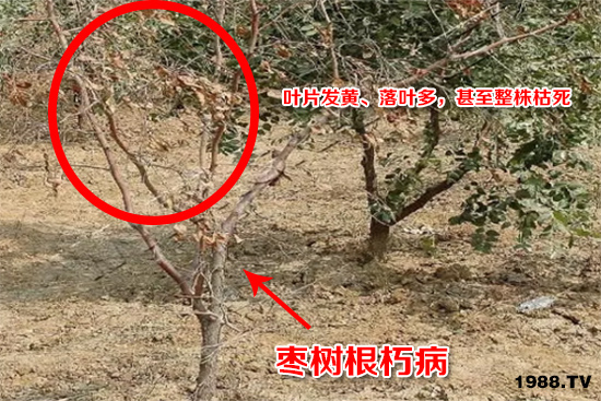 ������ಡ