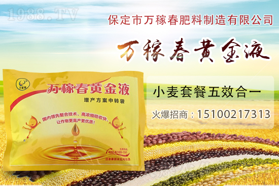 種植大蒜為什么要覆蓋地膜？地膜大蒜高產栽培及注意事項！