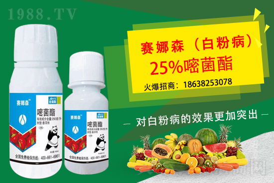 草莓白粉病來襲，損葉毀果，草莓白粉病要如何防控？