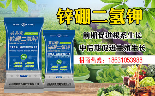 盆栽平安樹該怎樣澆水？澆什么水好？