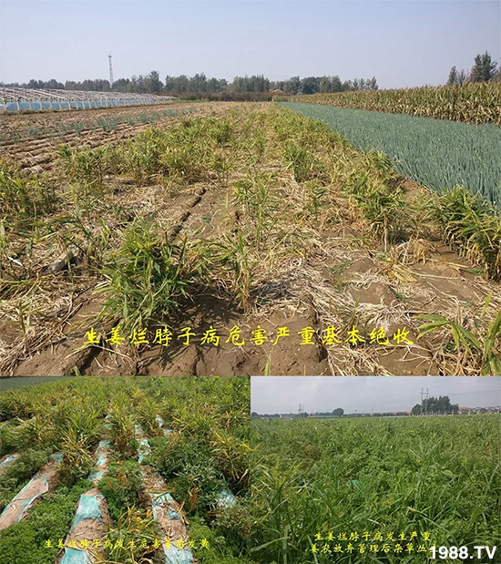     發(fā)明專利產(chǎn)品——姜兀憂，三段式防控爛脖子?。∮脩艏娂姺答佇Ч?，火了！