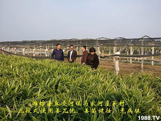     發(fā)明專利產(chǎn)品——姜兀憂，三段式防控爛脖子病！用戶紛紛反饋效果，火了！