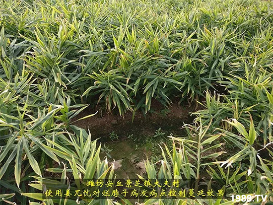     發(fā)明專利產(chǎn)品——姜兀憂，三段式防控爛脖子病！用戶紛紛反饋效果，火了！