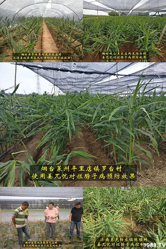     發(fā)明專利產(chǎn)品——姜兀憂，三段式防控爛脖子??！用戶紛紛反饋效果，火了！