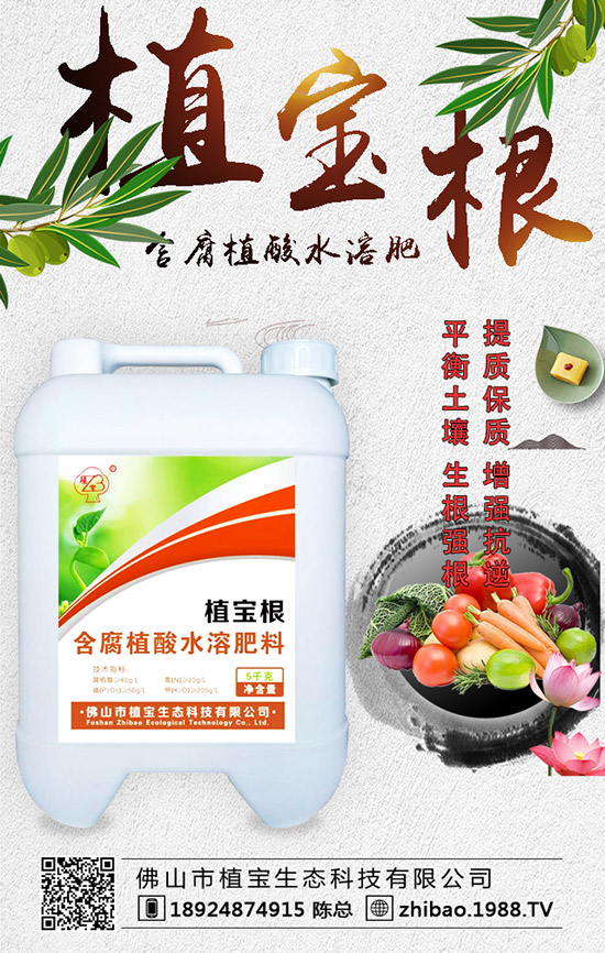 早春大棚西葫蘆什么時間種？西葫蘆定植后管理要點！