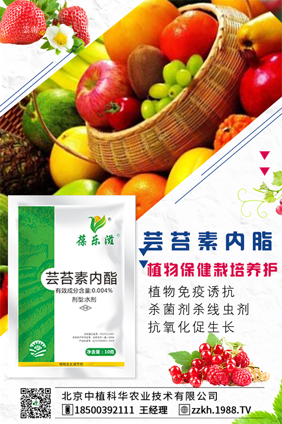 枸杞要怎么種植？枸杞水肥管理要點！