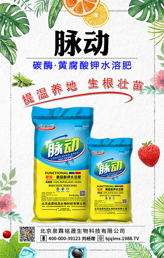 蒲公英藥用價值有哪些？蒲公英作用及功效！