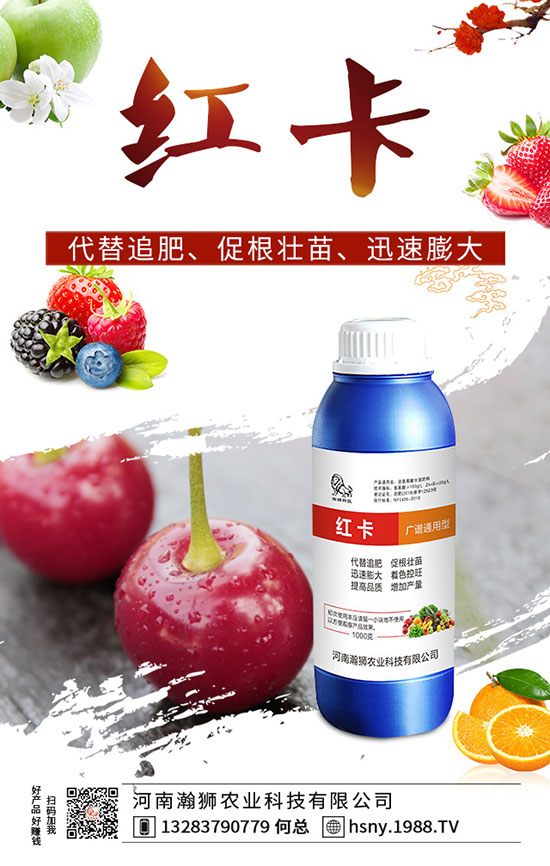 辣椒出苗后如何管理？辣椒出苗后移栽技術(shù)要點(diǎn)