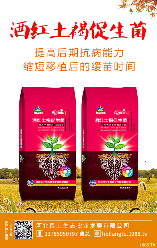 莧菜什么時候種植較好？莧菜的種植技術與田間管理