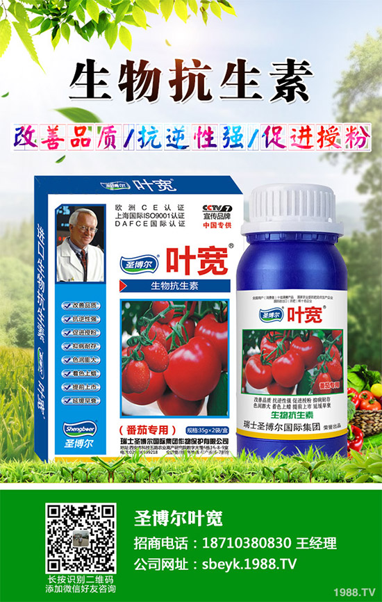 大棚薄皮甜瓜該如何栽培？薄皮甜瓜高產(chǎn)栽培技術(shù)