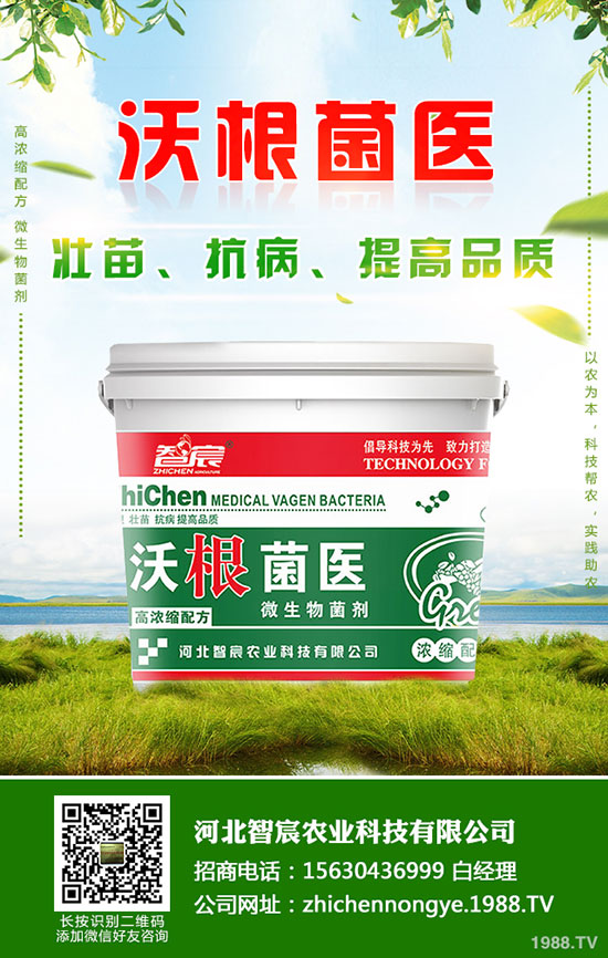 馬鈴薯增產(chǎn)妙招！馬鈴薯施鉀肥增產(chǎn)效果好