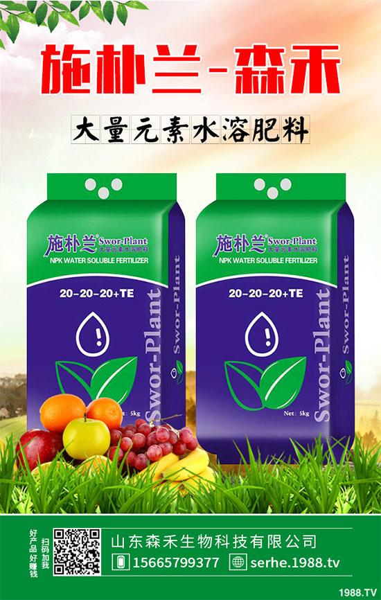 馬鈴薯價格不斷升高，能否繼續(xù)堅挺？2020年馬鈴薯種植前景分析