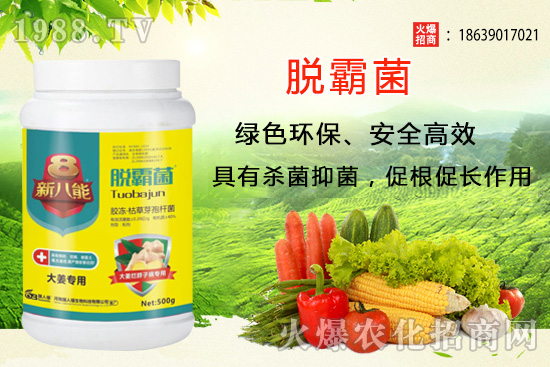 花生種植選什么品種？花生種植前景分析及品種推薦！