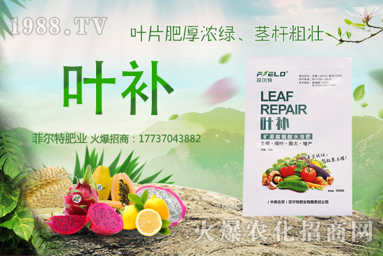 無(wú)花果種植前景怎么樣？無(wú)花果種植時(shí)間和方法！