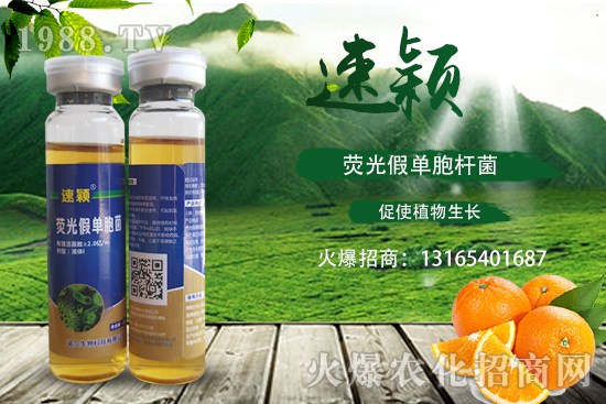 柑橘潰瘍病危害一年比一年嚴(yán)重，柑橘潰瘍病如何防控？