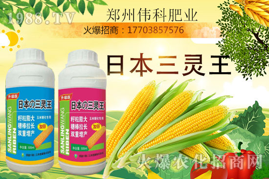 玉米控旺幾次好，玉米控旺時(shí)間及玉米控旺產(chǎn)品選擇！