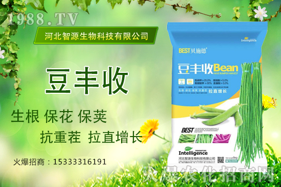 用了“豆豐收”，豆角拉直增長產(chǎn)量高？豆豐收有什么優(yōu)勢(shì)？