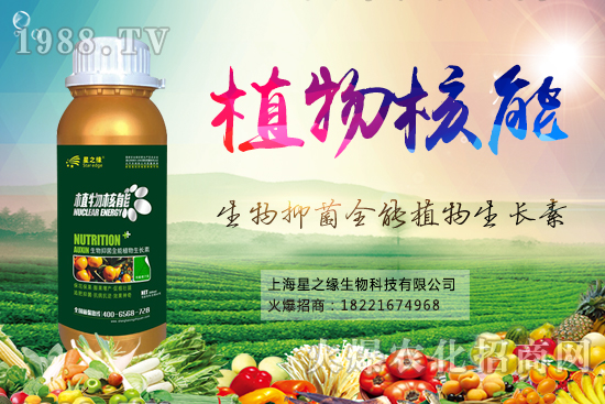 黃瓜黑星病防治