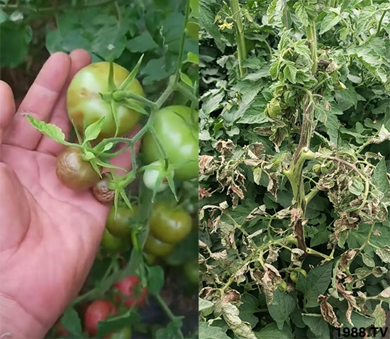 病毒病是如何發(fā)生的？有沒有好的防治措施？做好這幾個(gè)方面還有救！