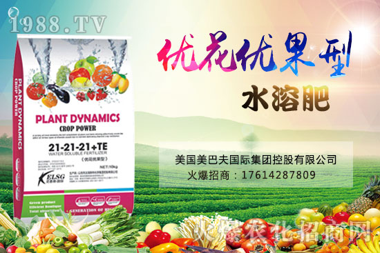 果實果小、不膨果？不妨試試“優(yōu)花優(yōu)果型水溶肥”，著色美果又增甜！