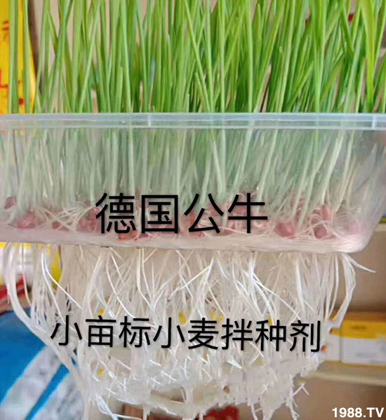 小麥拌種促增產(chǎn)，小麥拌種劑如何選呢？小麥拌種劑品牌選擇！