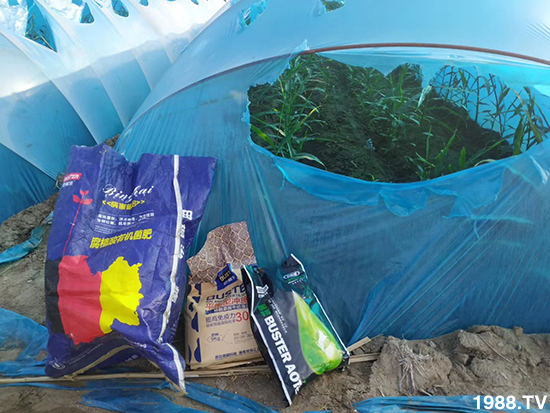     如何讓種植變得更輕松？一個(gè)套餐，全面配方，巴斯特大姜營(yíng)養(yǎng)套餐方案！