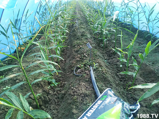     如何讓種植變得更輕松？一個(gè)套餐，全面配方，巴斯特大姜營(yíng)養(yǎng)套餐方案！