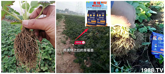     如何讓種植變得更輕松？一個(gè)套餐，全面配方，巴斯特大姜營(yíng)養(yǎng)套餐方案！