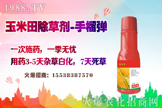 玉米田除草有講究，玉米除草劑這樣打，不長雜草不傷苗！