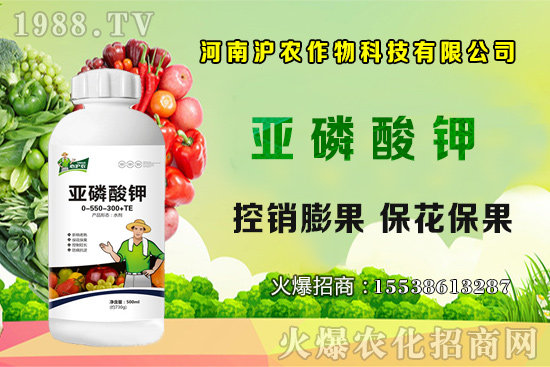 大蔥育苗要點你知道嗎？大蔥常見病蟲害有哪些？如何防治？