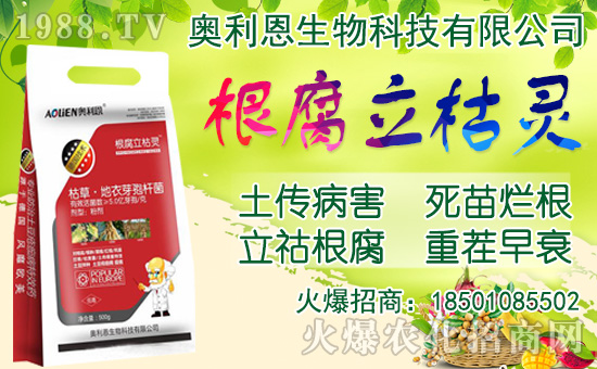 洋蔥如何施肥？洋蔥種植方法及播種時間！