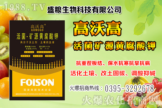 人參果畝產(chǎn)效益是多少？人參果的種植與管理技術(shù)！