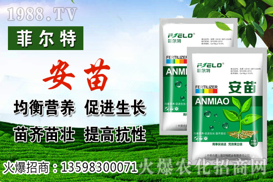 燈籠果生長對環(huán)境的要求，燈籠果種植及采收技術(shù)！