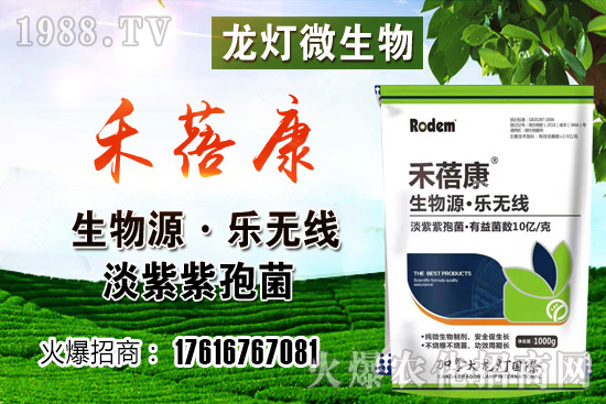 西紅柿授粉方法是？西紅柿露天和大棚種植有何不同？