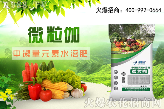 辣椒該怎么育苗，辣椒育苗時(shí)間及育苗注意要點(diǎn)！