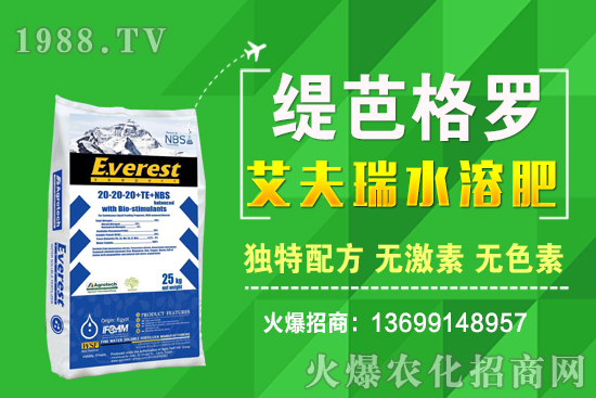 小麥價格漲了！十月小麥行情預測！