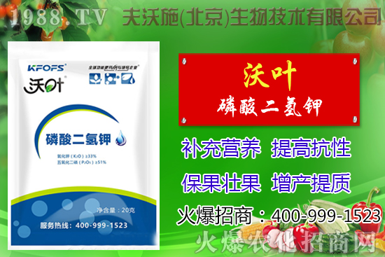 西紅柿摘葉有哪些好處，番茄摘葉技術(shù)及注意事項(xiàng)！