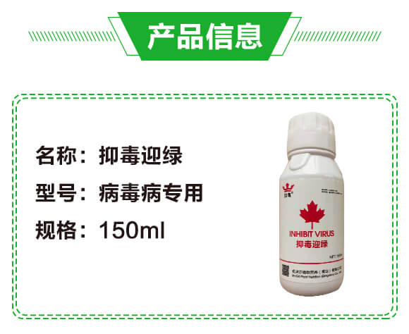 抑毒迎綠（專治病毒?。?綠肥_02