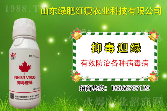 防治病毒病再也不用拔，“抑毒迎綠”專治病毒??！