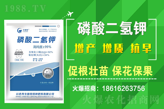 菠菜種植需要注意哪些問題？菠菜種植該怎么施肥？