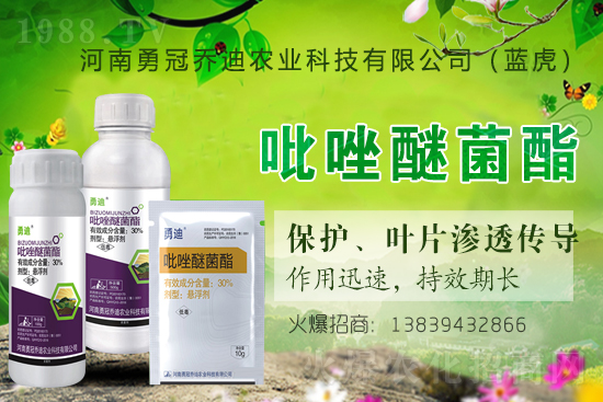 合作升級，勇冠喬迪（藍虎）再簽1988.TV，共創(chuàng)新輝煌！