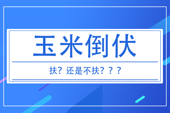 玉米倒伏到底扶不扶？ 答案來了！