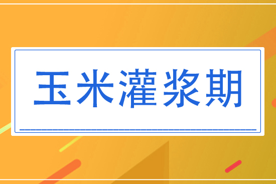 8月玉米灌漿期將怎么管理？