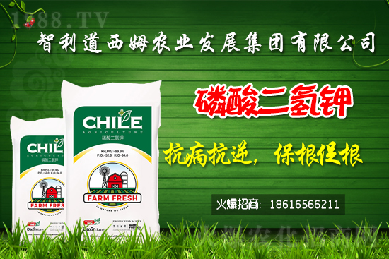 智利道西姆再簽1988.TV，開(kāi)啟網(wǎng)絡(luò)招商新模式！