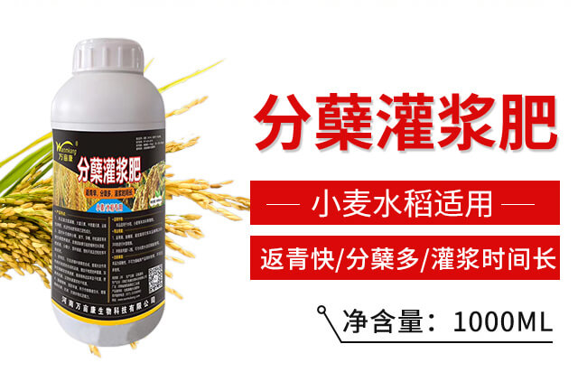 小麥水稻專用分蘗灌漿肥-萬(wàn)畝康_02