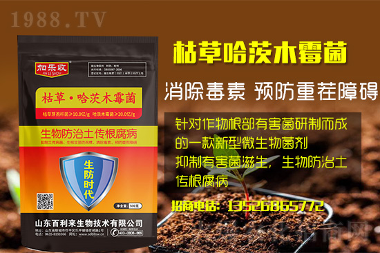 根腐病爆發(fā)怎么防治，根腐病用什么藥好防治效果好？