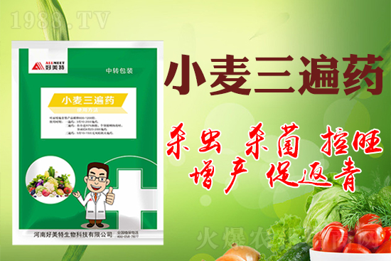 小麥巧打三遍藥抗病增產有奇效！小麥三遍藥什么時候打？