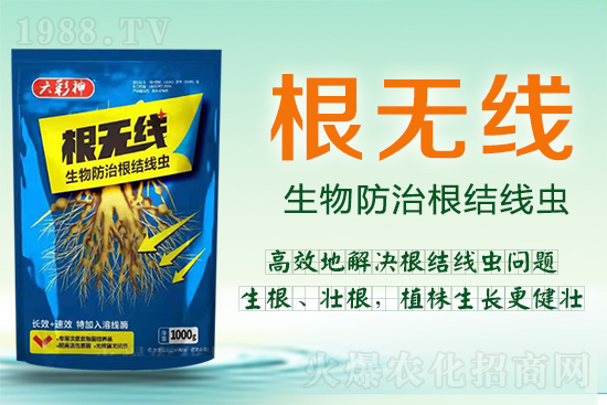 根結線蟲殺死容易殺絕難！這樣防治效果好到驚人！