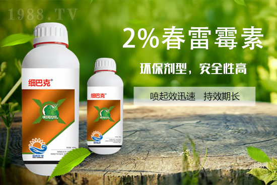 番茄潰瘍病怎么辦？聽聽專家怎么說！